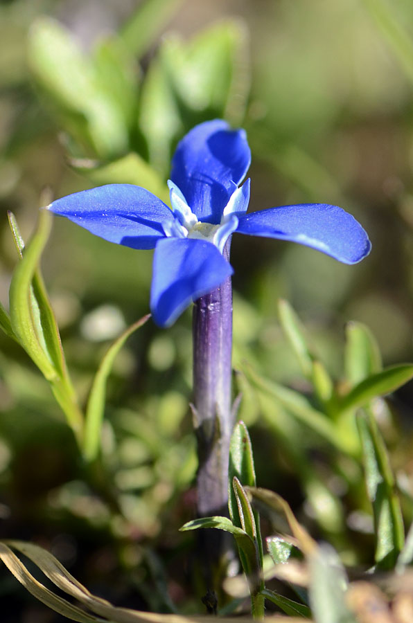 Dal Passo Valles, Gentiana cfr. verna